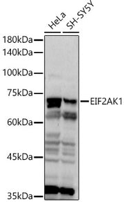 [KO Validated] EIF2AK1 Rabbit pAb