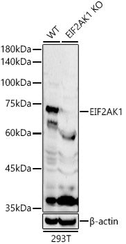 [KO Validated] EIF2AK1 Rabbit pAb