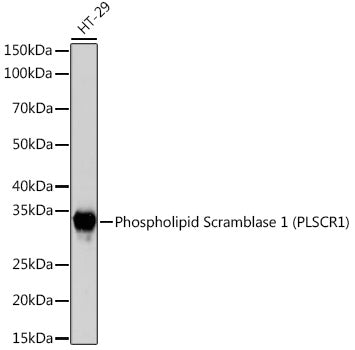 Phospholipid Scramblase 1 (PLSCR1) Rabbit mAb