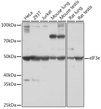 eIF3e Rabbit mAb