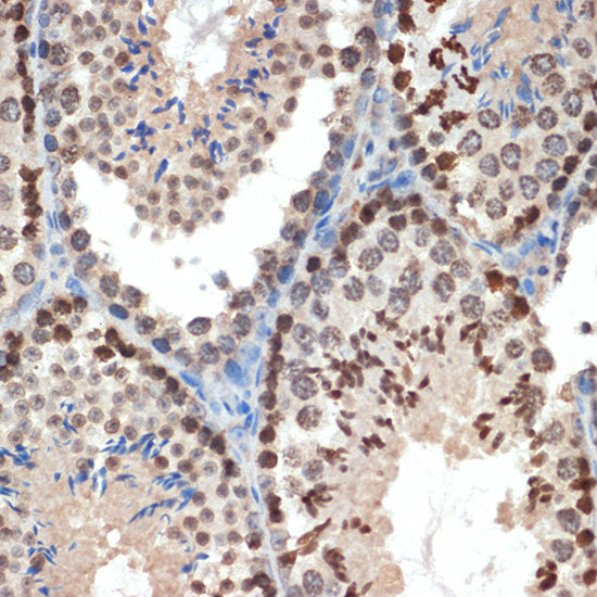 eIF3e Rabbit mAb