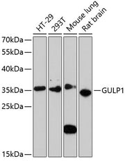GULP1 Rabbit pAb