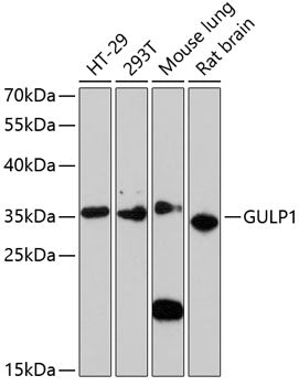 GULP1 Rabbit pAb