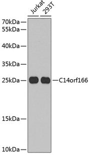 C14orf166 Rabbit pAb