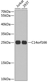 C14orf166 Rabbit pAb