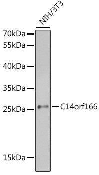 C14orf166 Rabbit pAb