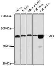 PAF1 Rabbit mAb