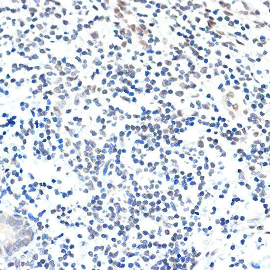 PAF1 Rabbit mAb