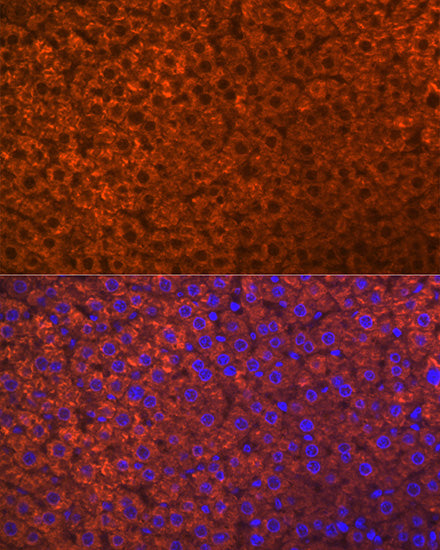 PON1 Rabbit mAb