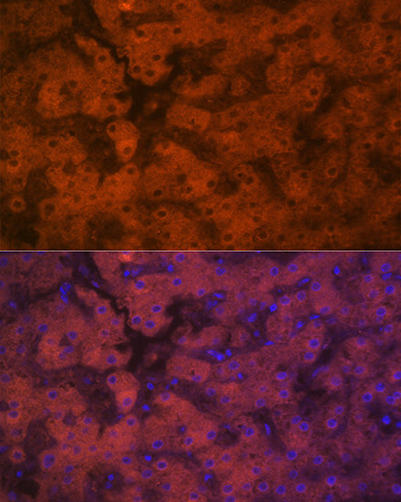 PON1 Rabbit mAb