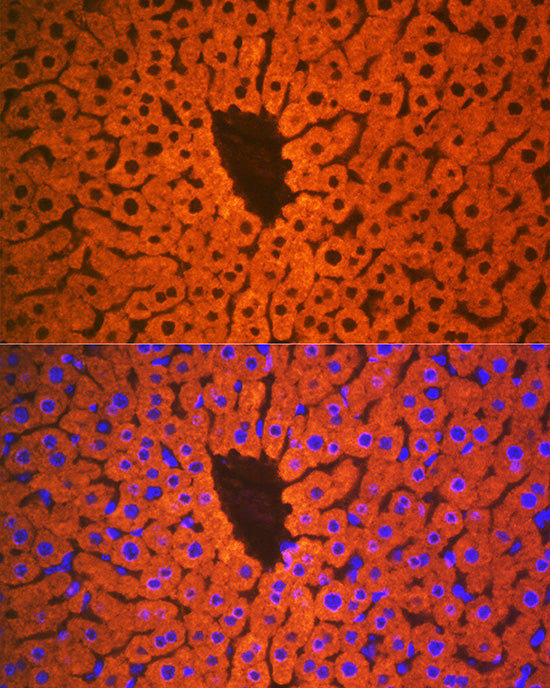 PON1 Rabbit mAb