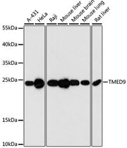 TMED9 Rabbit pAb