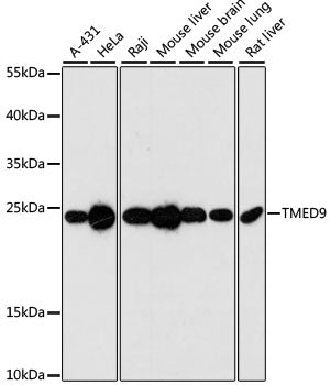 TMED9 Rabbit pAb