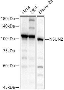 NSUN2 Rabbit pAb