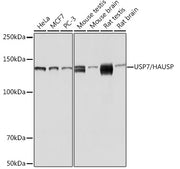 USP7/HAUSP Rabbit mAb