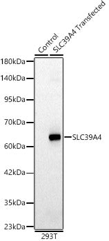 SLC39A4 Rabbit pAb