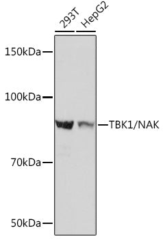 [KO Validated] TBK1/NAK Rabbit mAb