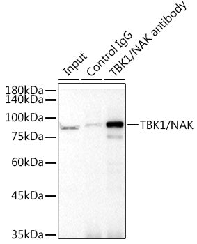 [KO Validated] TBK1/NAK Rabbit mAb