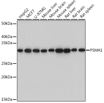 PSMA1 Rabbit mAb
