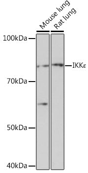 IKKε Rabbit mAb