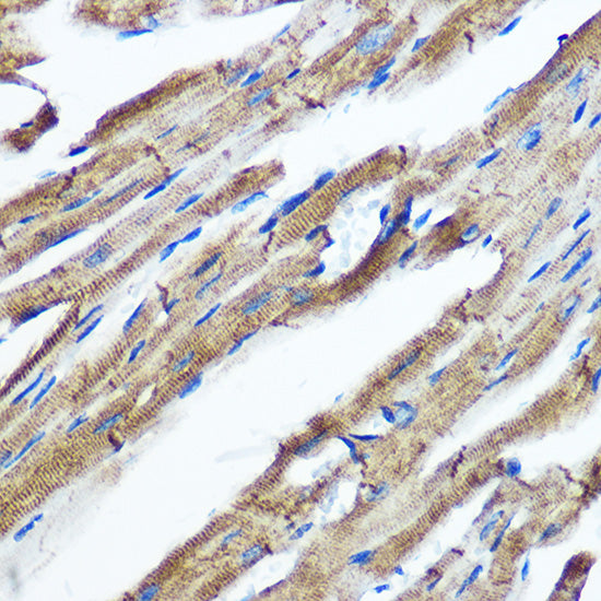 IKKε Rabbit mAb