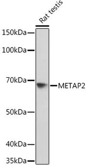 METAP2 Rabbit mAb