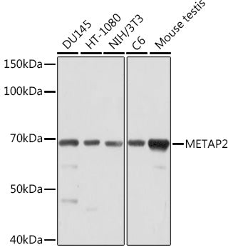 METAP2 Rabbit mAb