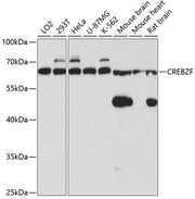 CREBZF Rabbit pAb