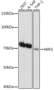 NXF1 Rabbit mAb