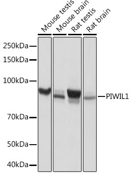 PIWIL1 Rabbit mAb