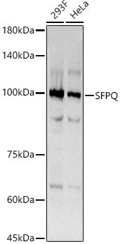 SFPQ Rabbit mAb