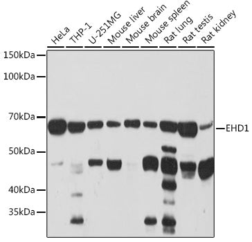 EHD1 Rabbit mAb