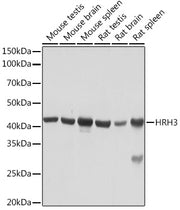 HRH3 Rabbit mAb