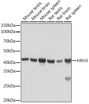 HRH3 Rabbit mAb