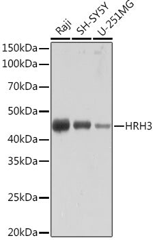 HRH3 Rabbit mAb