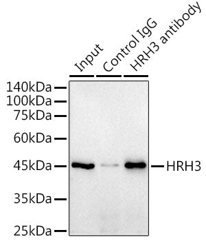HRH3 Rabbit mAb