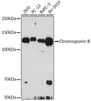 Chromogranin B Rabbit mAb