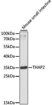 THAP2 Rabbit pAb