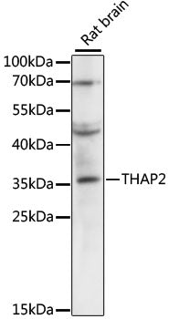 THAP2 Rabbit pAb