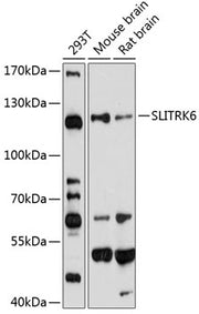 SLITRK6 Rabbit pAb