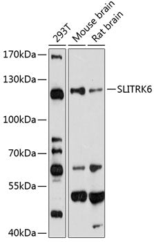 SLITRK6 Rabbit pAb