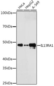 IL13RA1 Rabbit mAb