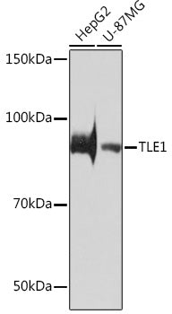 TLE1 Rabbit mAb