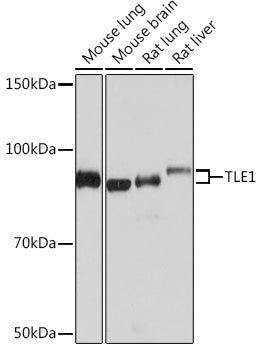 TLE1 Rabbit mAb