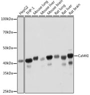 CaMKI Rabbit mAb