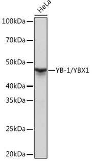 YB-1/YBX1 Rabbit mAb