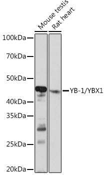 YB-1/YBX1 Rabbit mAb