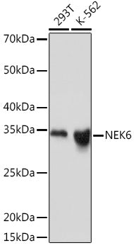 NEK6 Rabbit mAb