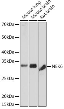 NEK6 Rabbit mAb