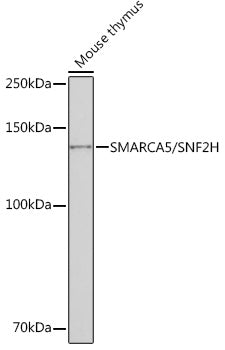 SMARCA5/SNF2H Rabbit mAb